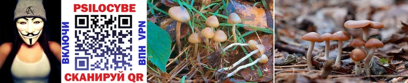 Псилоцибиновые грибы Psilocybe Володарск